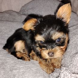 Yorkshire Terrier Puppies from Danielle's Yorkies