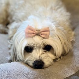 Ruby - Cavachon