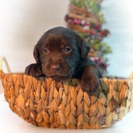 Bee - Chocolate female Labrador Retriever puppy in Isle, Minnesota from Dog Ear Outfitters