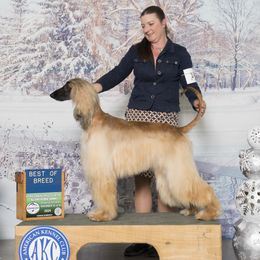 Honor - Afghan Hound
