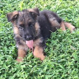 Ivy vom LegendLand - Black and red female German Shepherd puppy in Hillsborough County, Florida from Vom Legend Land