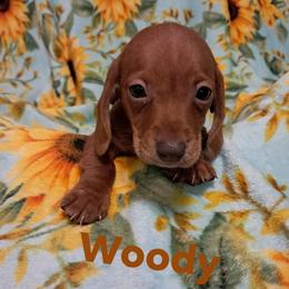 Woody - Red male Dachshund puppy in Branford, Florida from Mbjs Doxies and chihuahuas