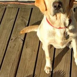 Labrador Retrievers from DeWayne Glazewski