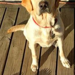 Labrador Retrievers from DeWayne Glazewski