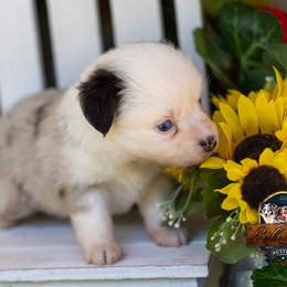 Lumen - Blue merle female Toy Australian Shepherd puppy in Granbury, Texas from Best Little Aussies