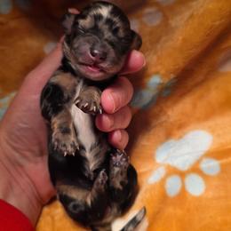 Dapple girl - Dapple female Dachshund puppy in West Plains, Missouri from Spring Creek Dachshunds