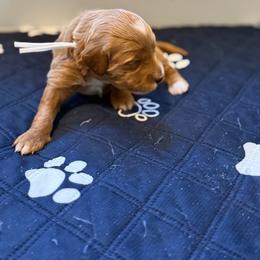 Bella - Apricot female Goldendoodle puppy in Nashville, Tennessee from Tumbling Creek GoldenDoodles