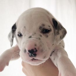 Girl 3 Snowflake - White and black Dalmatian puppy in Franklin, Tennessee from Gentry’s Dalmatians