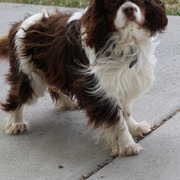 Goose - Cavalier King Charles Spaniel