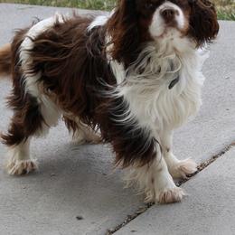 Goose - Cavalier King Charles Spaniel