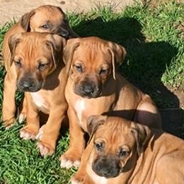 Rhodesian Ridgeback Puppies from Lyonnese Rhodesian Ridgebacks