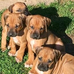 Rhodesian Ridgeback Puppies from Lyonnese Rhodesian Ridgebacks
