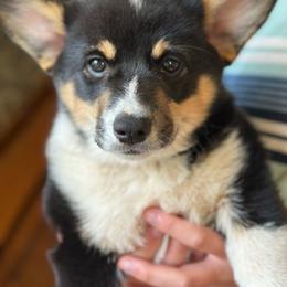 Molly - Black and tan female American Corgi puppy in Onalaska, Washington from Shoestring Valley Corgis