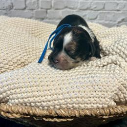 Binx - Black white and tan male Cockapoo puppy in Lancaster, Missouri from Cavapoo Acres