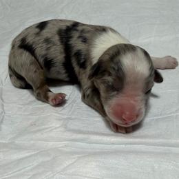 Girl 3 - Blue merle female Miniature Australian Shepherd puppy in Olean, New York from Windy River Mini Aussie