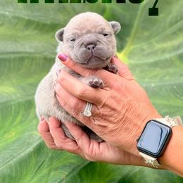 Whisky (Green collar) - Tricolors male French Bulldog puppy in Jefferson City, Missouri from Central Frenchie Haven