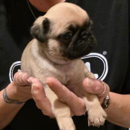 Nutmeg-Orange Collar - Fawn female Pug puppy in New Braunfels, Texas from Kex Pug Haus