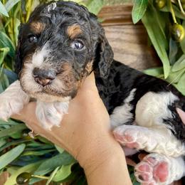 Maui - Tri-color male Bernedoodle puppy in Superior, Arizona from Mountain Bridge Doodles