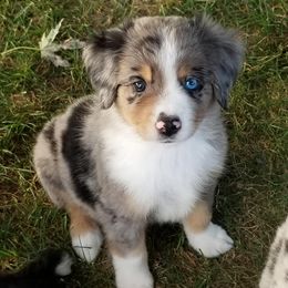 Miniature Australian Shepherds from FinnOak Aussies