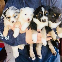 Miniature Australian Shepherd Puppies from Bline's Awesome Aussies