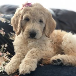 Golden Retriever and Goldendoodle Puppies from Penny Doodles