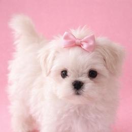 Daisy small - White female Maltese puppy in Orlando, Florida from Denise’s Puppies