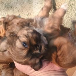 Penelope - Sable female Shih Tzu puppy in Austin, Minnesota from Bearpaw Shih Tzus