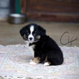 Shuffle - Black tri male Miniature Australian Shepherd puppy in Prague, Oklahoma from Clay Creek Aussies