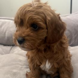 Boy 1 - Red male Cavapoo puppy in Corona, California from SoCal Cavapoo's