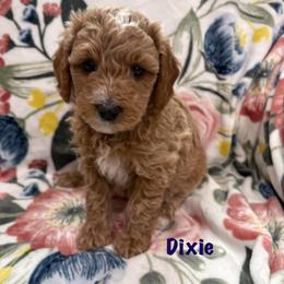 Dixie - Cream female Goldendoodle puppy in Annville, Pennsylvania from Bellegrove Goldendoodles