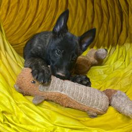 Raven - Black brindle female Dutch Shepherd puppy in Sierra Vista, Arizona from KnightWatch K-9