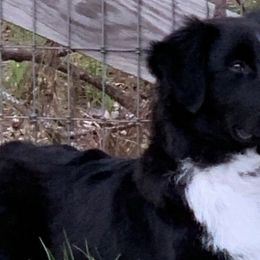 Australian Shepherds from Stormy Kennels