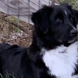 Australian Shepherds from Stormy Kennels