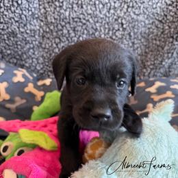 Black Boy - Black male Labrador Retriever puppy in Colorado from Albrecht Farms Labrador Retrievers
