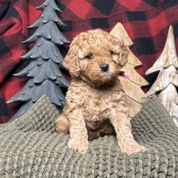 Peach - Apricot female Poodle puppy in Queen Creek, Arizona from Desert Born Kennel