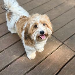 Lilly - Havanese