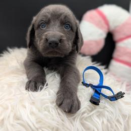 Rudolph - male Long Haired Weimaraner puppy in Evart, Michigan from Drehbar Weimaraners