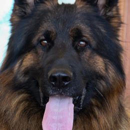 Max - German Shepherd