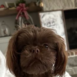 Shih Tzu puppies from RL Phillips Shihtzus