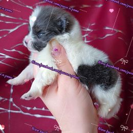 Girl 1 - Blue sable female Pomeranian puppy in Albany, Oregon from Purrs N Poms