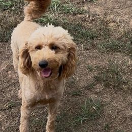 Susie - Goldendoodle