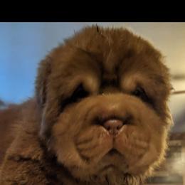 Chinese Shar-Pei Puppies from Zoey's Waggly Tails