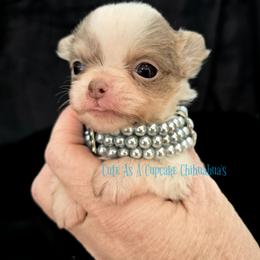Tiny Tim 4500 - Chocolate blue male Chihuahua puppy in Piqua, Kansas from Cute As A Cupcake Chihuahuas