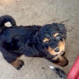 Black and Tan Girl - Black phantom female Aussiedoodle puppy in Burkesville, Kentucky from Bline’s Awesome Aussies, Aussiedoodles & Doxies at the Bline Family Farm