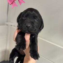BLACK FEMALE (teal) - Black female Labrador Retriever puppy in Summit, South Carolina from Southern Pine Labradors