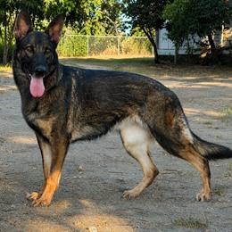 Katniss - German Shepherd
