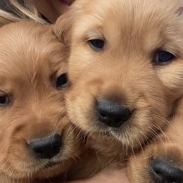 Golden Retrievers from GLAD's Goldens
