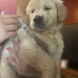 Golden Retriever and Labrador Retriever Puppies from Storm Chasers Retrievers