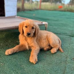 Yellow Color Girl - Dark golden female Golden Retriever puppy in Loma Rica, California from BloomingPuppies