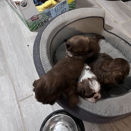 Shih Tzu Puppies from Whispering Winds Charmed Hollow